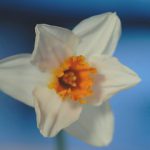 daffodil-3-1311856