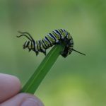 curious-caterpillar-1551399